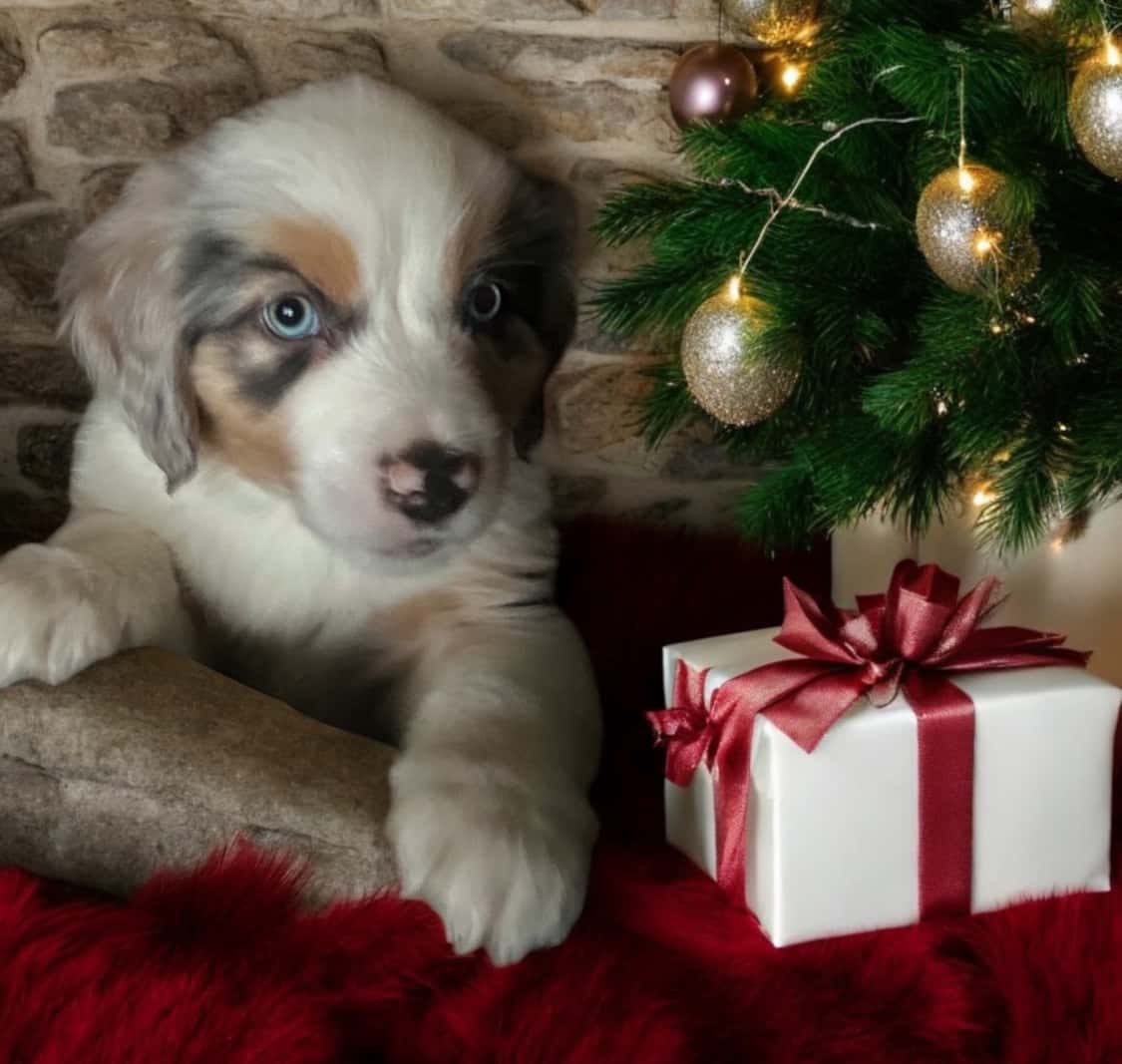 Mini Aussie Puppy