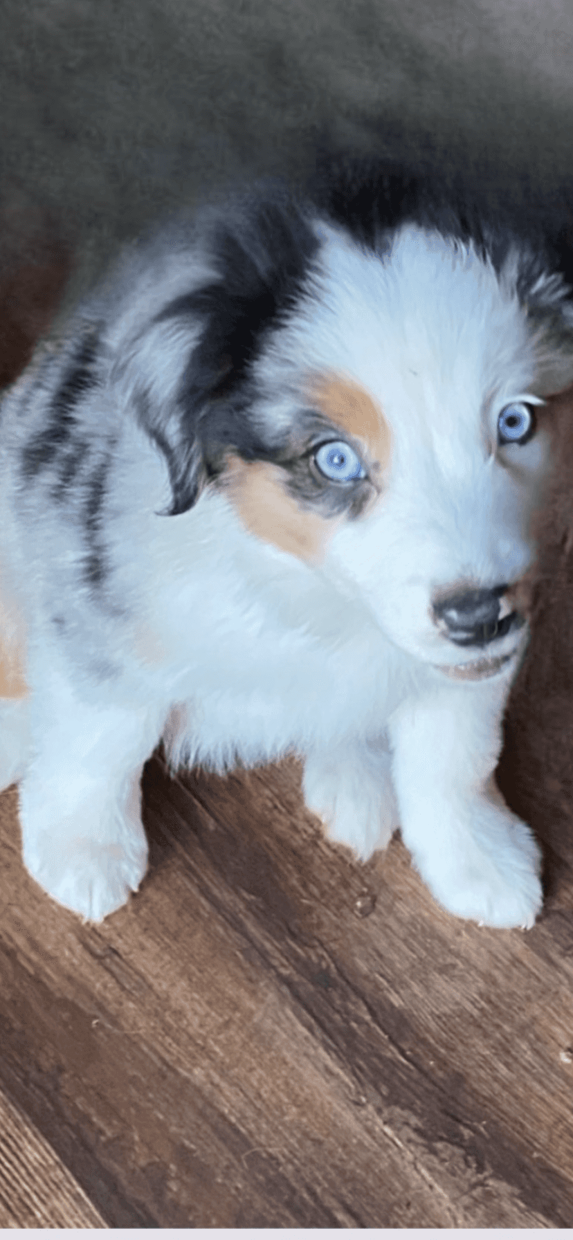 JRW Coldsprings Mini Aussies